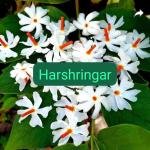 Harsingar