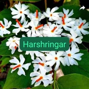 Harsingar