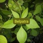 Belpatra