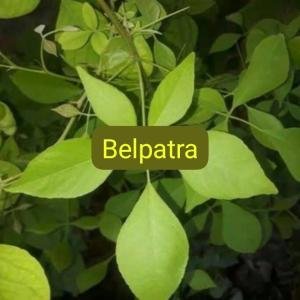 Belpatra
