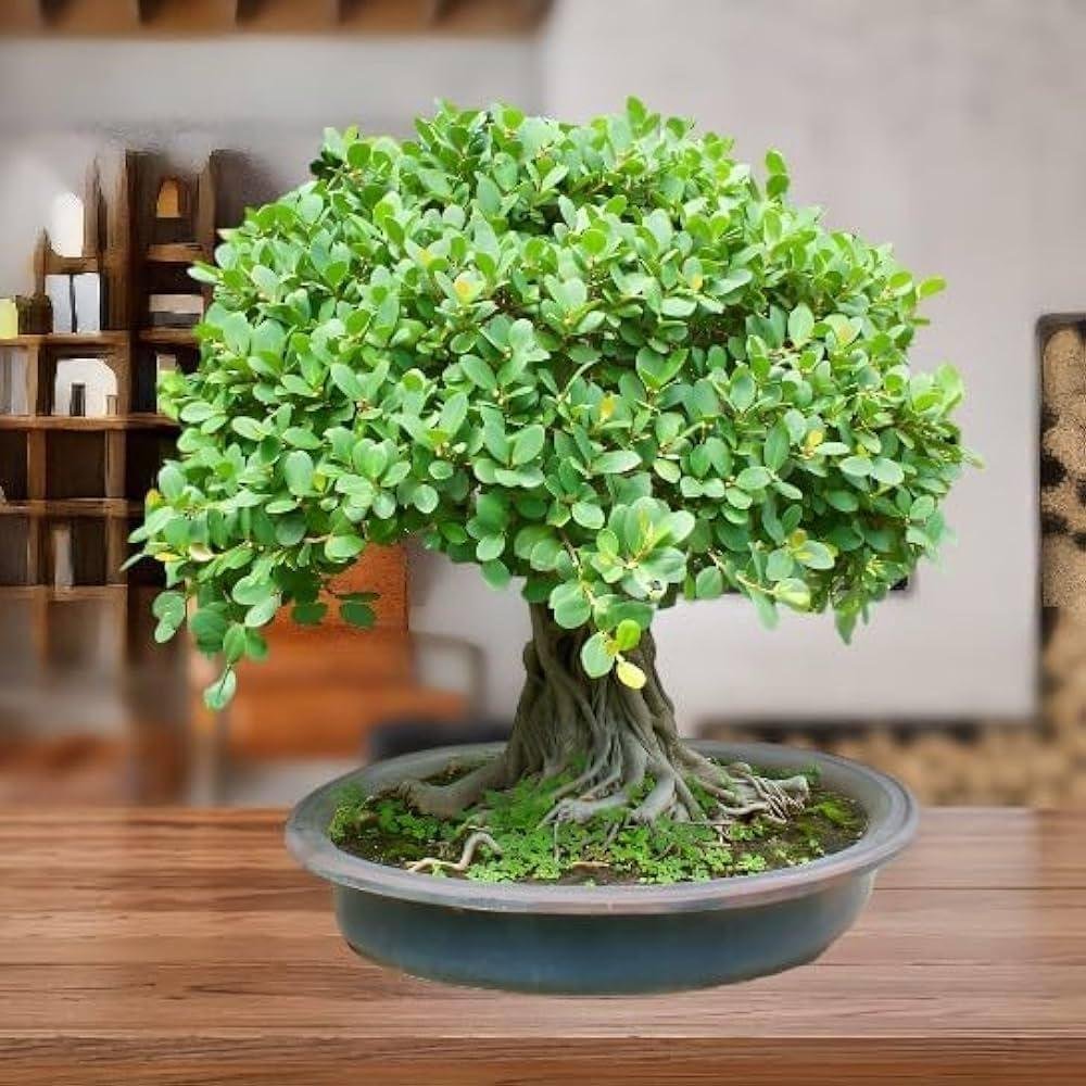 bonsai