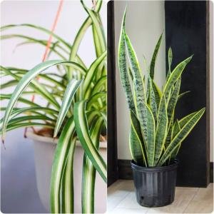 Indoor Plants