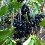 Jamun plant