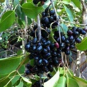 Jamun plant
