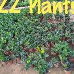 Zz plant