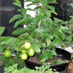 Nimbu plant