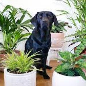 Pet friendly plants