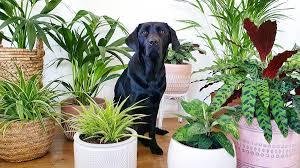 Pet friendly plants