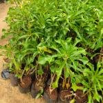 Plumeria Pudica (Evergreen Frangipani)