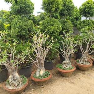 Bonsai