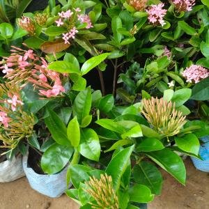 Chinese Ixora
