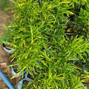 Croton Gold Dust