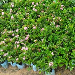 Gardenia Jasminoides