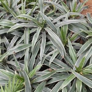 Roadleaf Sedge