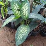 Dieffenbachia Seguine (dumb kane)