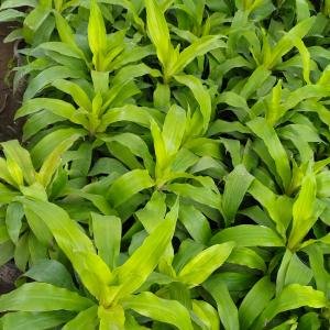 Dracaena Fragrans