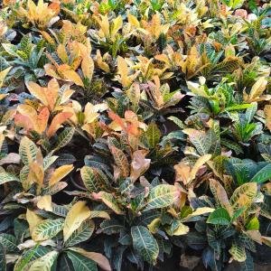 Codiaeum Variegatum