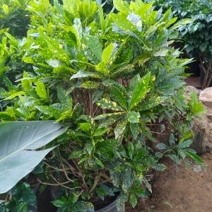 Garden croton