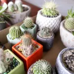 Growing Cacti & Succulents Indoors
