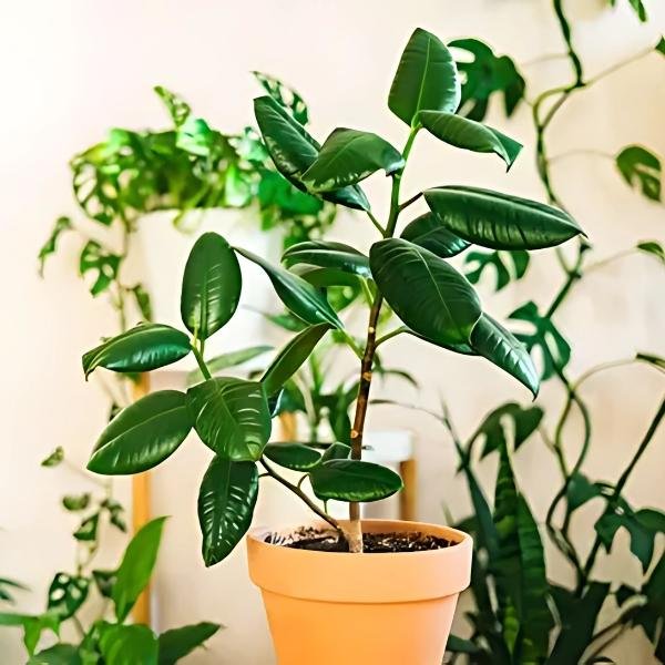 Oxygen given plants