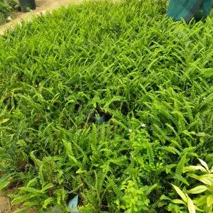 Nephrolepis cordifolia