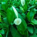 Spathiphyllum Kochii (Peace Lily)