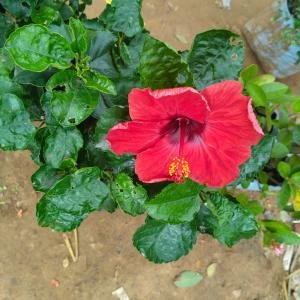 China Rose