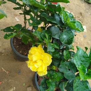 Shoeblackplant
