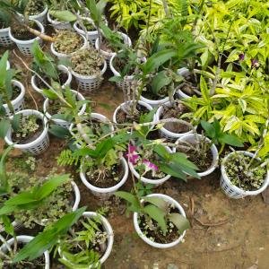 Dendrobium