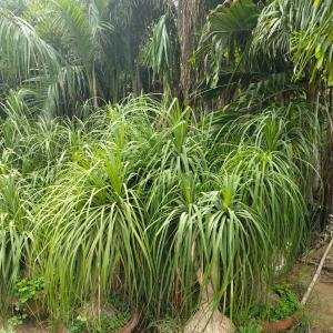 Ponytail Palm