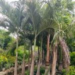 Roystonea Regia (Royal Palm)