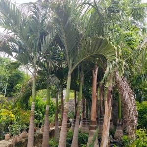Roystonea Regia