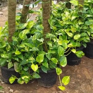 Golden Pothos