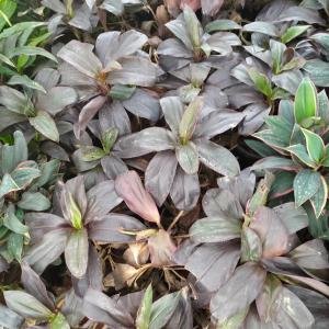 Graptophyllum Pictum