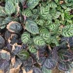 Calathea Plant