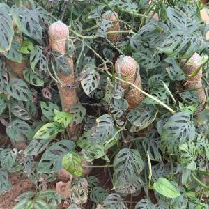 Swiss Cheese Plant