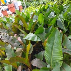 Heliconia Species