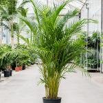 Areca Palm