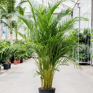 Areca Palm