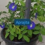 Aprajita